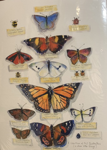 Jaane McIntosh | Collection of Butterflies | McAtamney Gallery and Design Store | Geraldine NZ